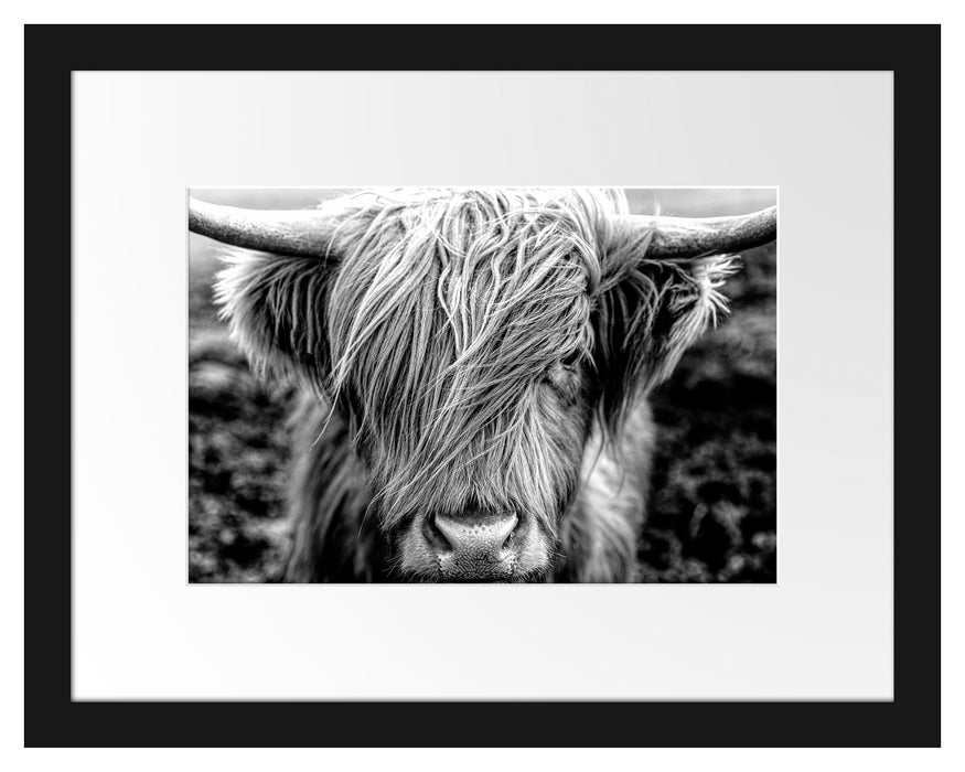 Pixxprint Nahaufnahme schottisches Highlandrind, Monochrome, im Galerie-Passepartout Bilderrahmen
