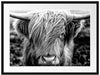 Nahaufnahme schottisches Highlandrind, Monochrome Passepartout Rechteckig 80
