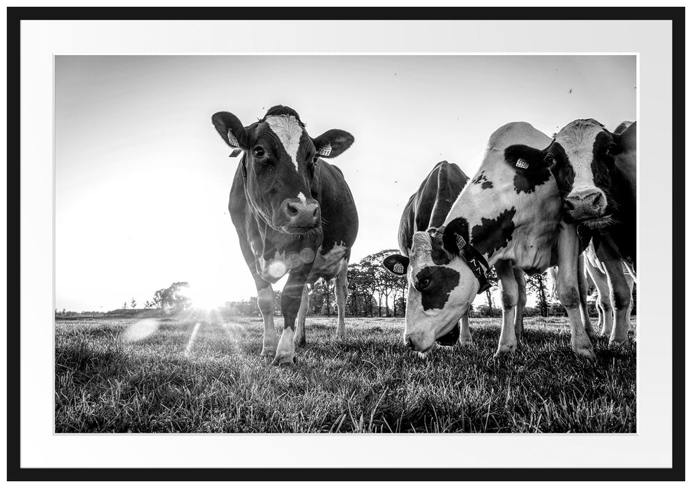 Kühe grasen auf Wiese bei Sonnenuntergang, Monochrome Passepartout Rechteckig 100