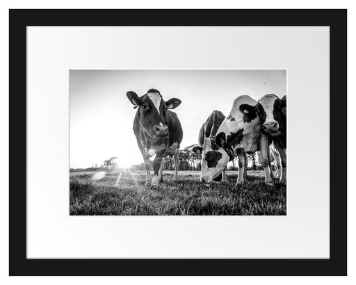 Kühe grasen auf Wiese bei Sonnenuntergang, Monochrome Passepartout Rechteckig 30