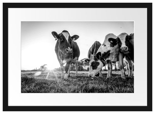 Kühe grasen auf Wiese bei Sonnenuntergang, Monochrome Passepartout Rechteckig 40