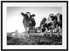 Kühe grasen auf Wiese bei Sonnenuntergang, Monochrome Passepartout Rechteckig 80