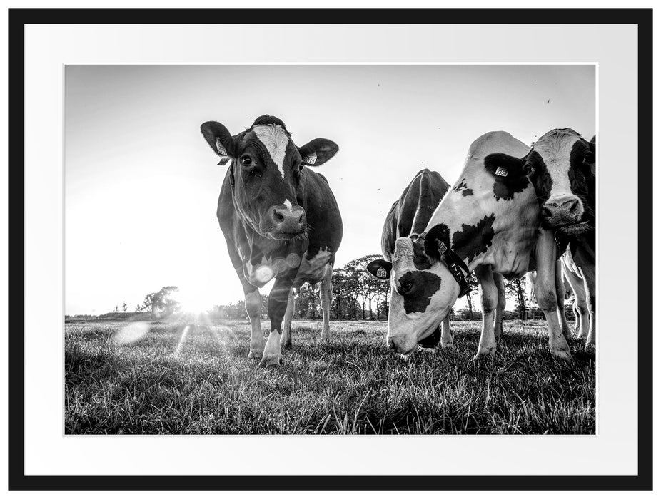 Kühe grasen auf Wiese bei Sonnenuntergang, Monochrome Passepartout Rechteckig 80