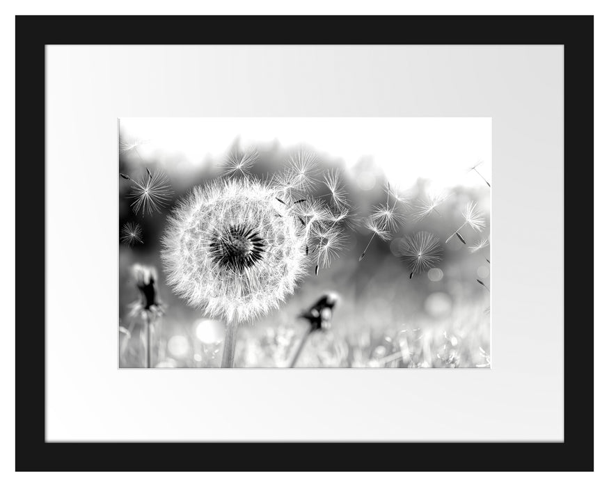 Pixxprint Nahaufnahme Pusteblume Sonnenuntergang, Monochrome, im Galerie-Passepartout Bilderrahmen