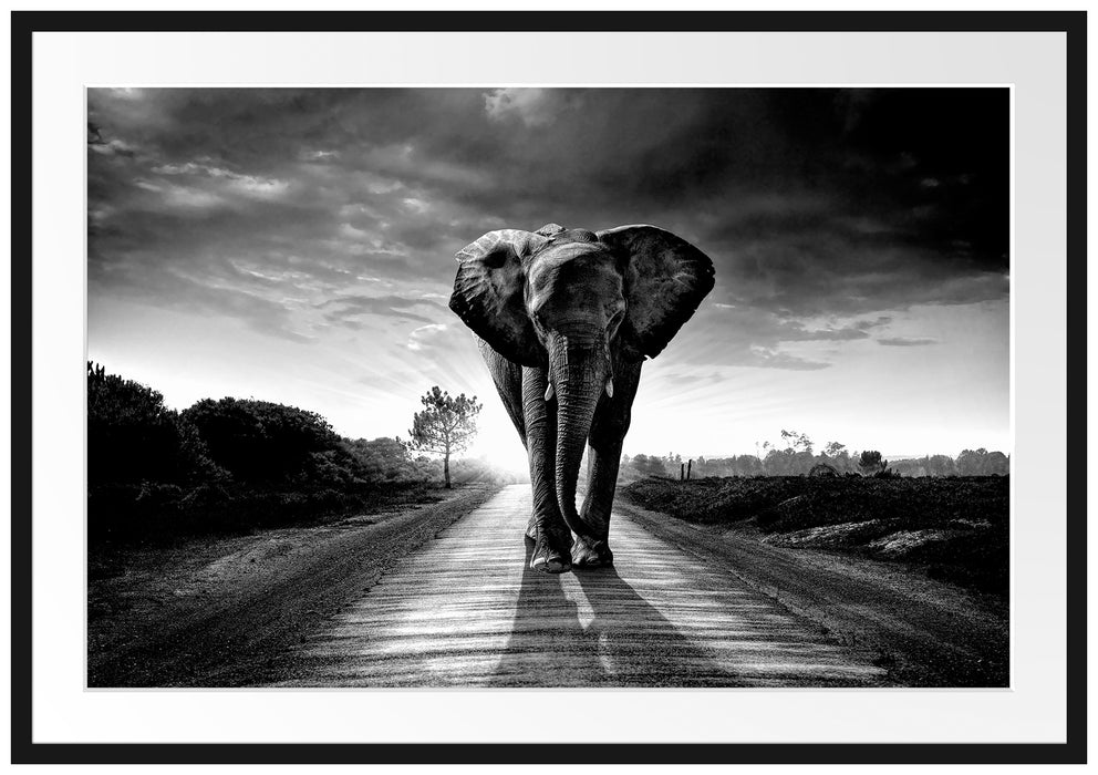 Elefant frontal auf Straße laufend, Monochrome Passepartout Rechteckig 100