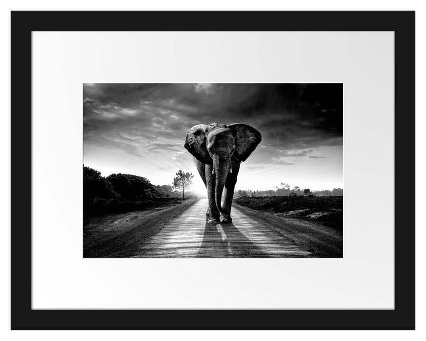 Pixxprint Elefant frontal auf Straße laufend, Monochrome, im Galerie-Passepartout Bilderrahmen
