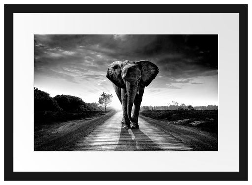 Elefant frontal auf Straße laufend, Monochrome Passepartout Rechteckig 40