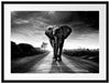 Elefant frontal auf Straße laufend, Monochrome Passepartout Rechteckig 80