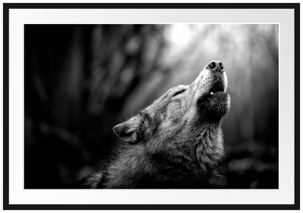 Heulender Wolf Nahaufnahme, Monochrome Passepartout Rechteckig 100