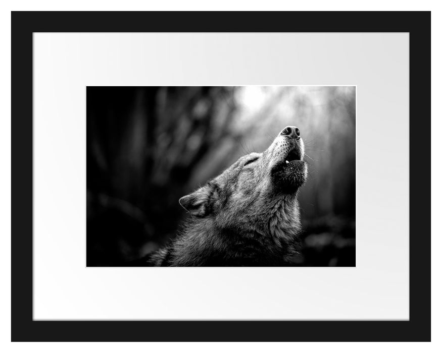 Pixxprint Heulender Wolf Nahaufnahme, Monochrome, im Galerie-Passepartout Bilderrahmen