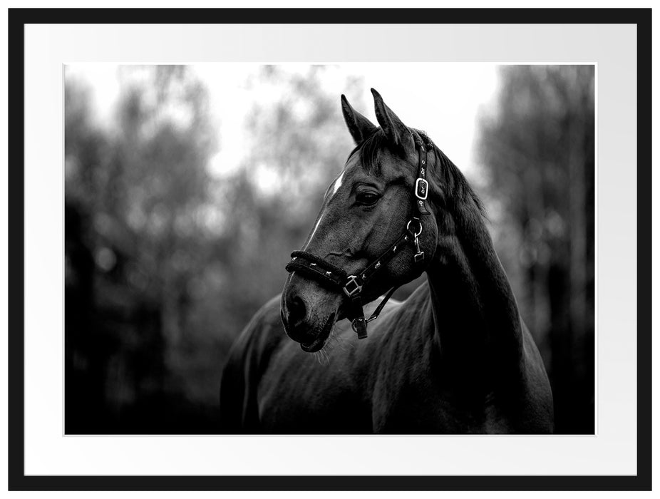 Nahaufnahme braunes Pferd im Herbstwald, Monochrome Passepartout Rechteckig 80