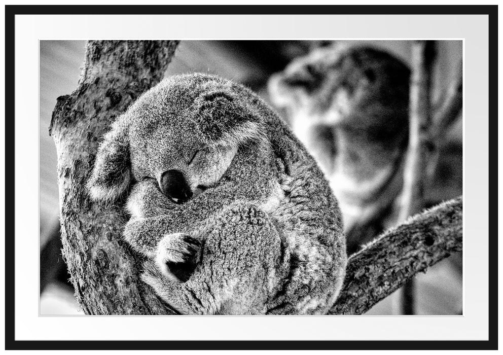 Koala schläft eingekuschelt im Baum, Monochrome Passepartout Rechteckig 100