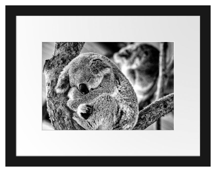 Pixxprint Koala schläft eingekuschelt im Baum, Monochrome, im Galerie-Passepartout Bilderrahmen