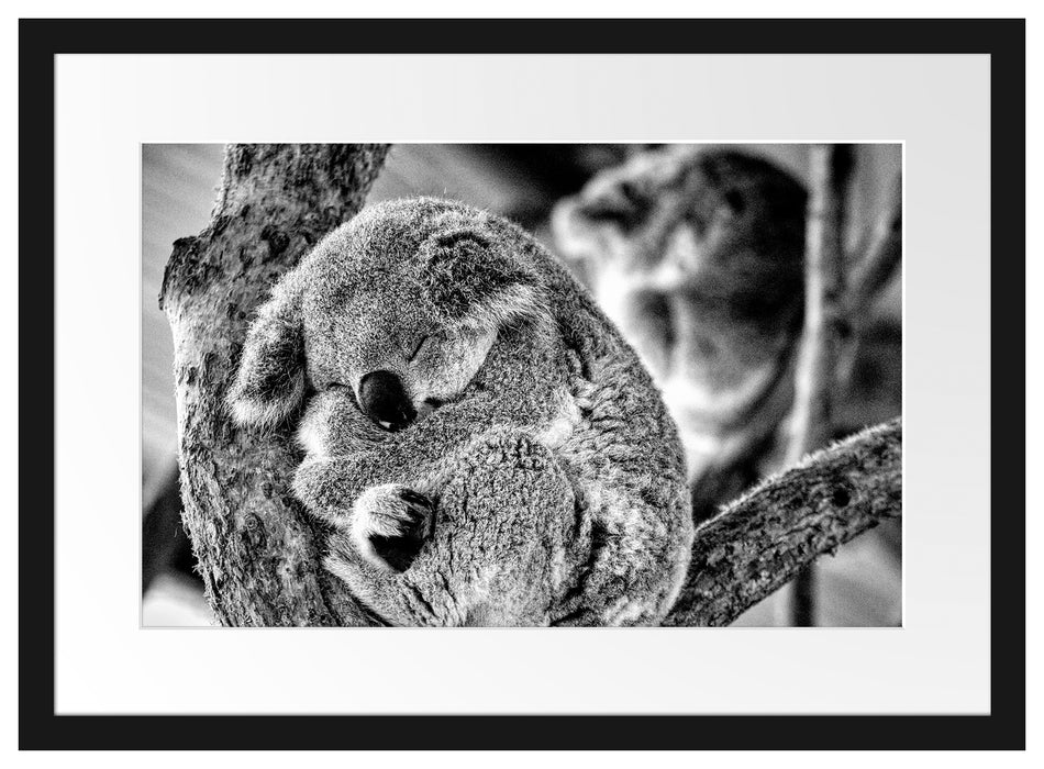 Koala schläft eingekuschelt im Baum, Monochrome Passepartout Rechteckig 40