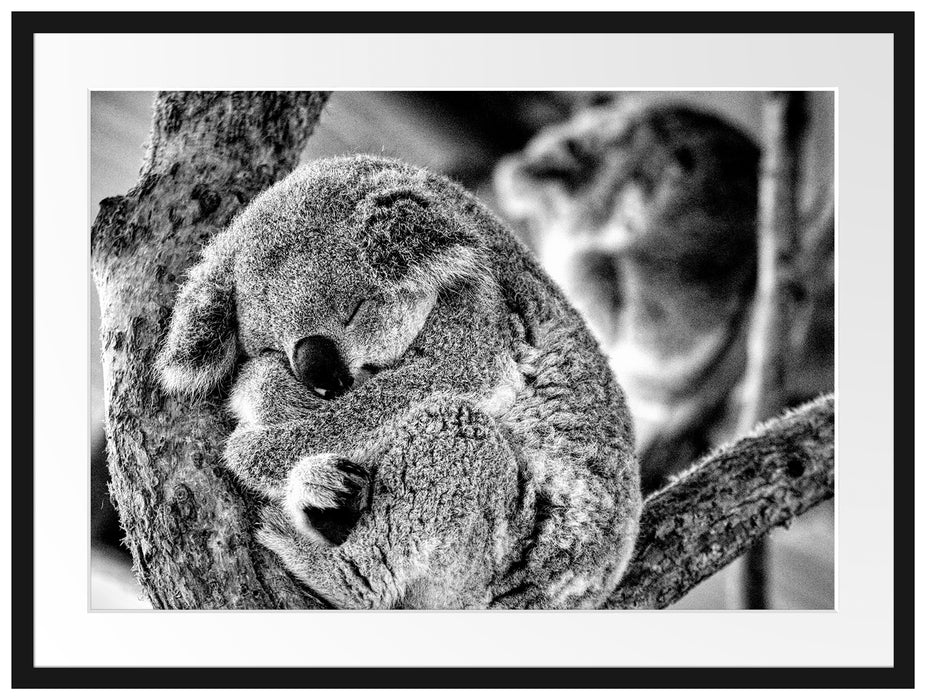 Koala schläft eingekuschelt im Baum, Monochrome Passepartout Rechteckig 80