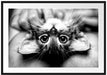 Nahaufnahme Kätzchen auf dem Rücken, Monochrome Passepartout Rechteckig 100