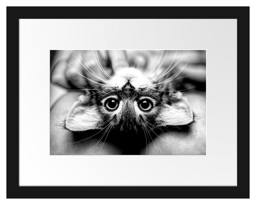 Pixxprint Nahaufnahme Kätzchen auf dem Rücken, Monochrome, im Galerie-Passepartout Bilderrahmen