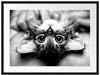 Nahaufnahme Kätzchen auf dem Rücken, Monochrome Passepartout Rechteckig 80