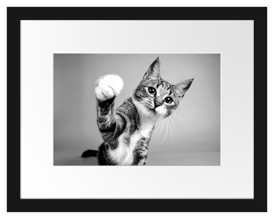 Pixxprint Neugierige Katze vor blauem Hintergrund, Monochrome, im Galerie-Passepartout Bilderrahmen