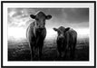 Kuh und Kalb im Sonnenuntergang auf Wiese, Monochrome Passepartout Rechteckig 100
