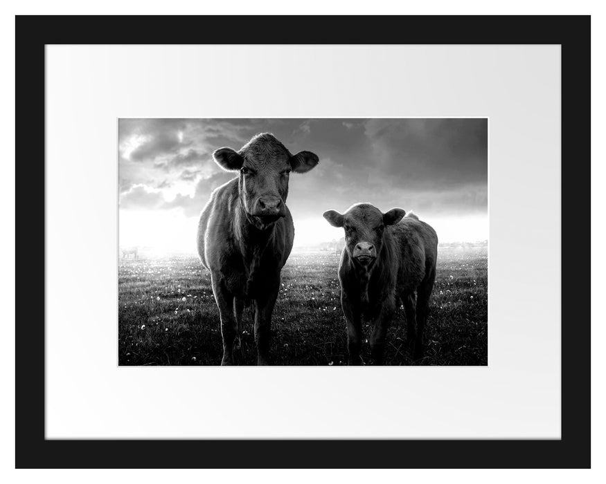 Pixxprint Kuh und Kalb im Sonnenuntergang auf Wiese, Monochrome, im Galerie-Passepartout Bilderrahmen