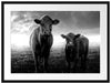 Kuh und Kalb im Sonnenuntergang auf Wiese, Monochrome Passepartout Rechteckig 80