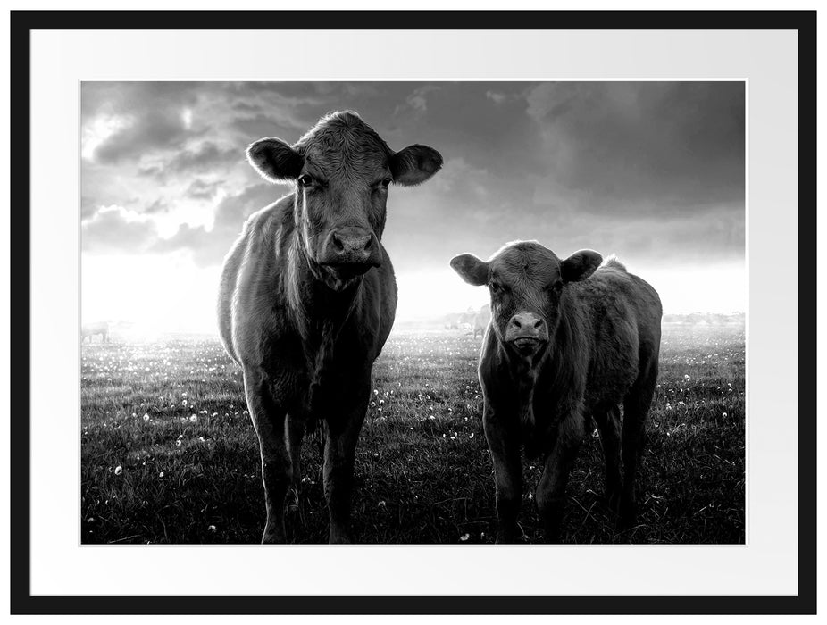Kuh und Kalb im Sonnenuntergang auf Wiese, Monochrome Passepartout Rechteckig 80