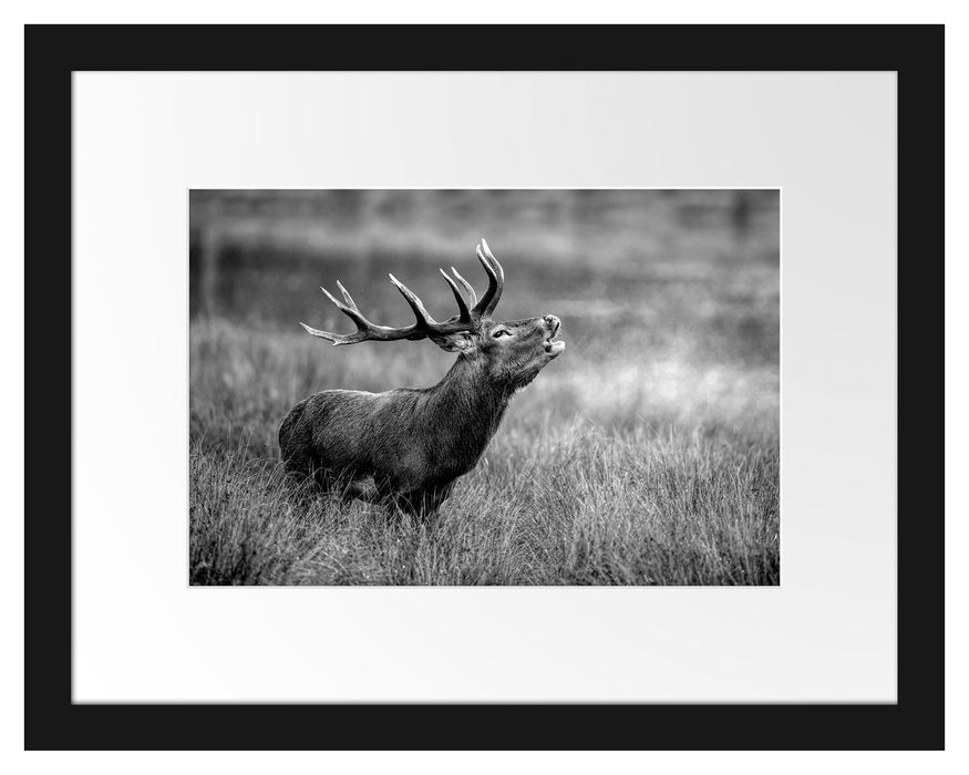 Pixxprint Röhrender Hirsch im Feld, Monochrome, im Galerie-Passepartout Bilderrahmen