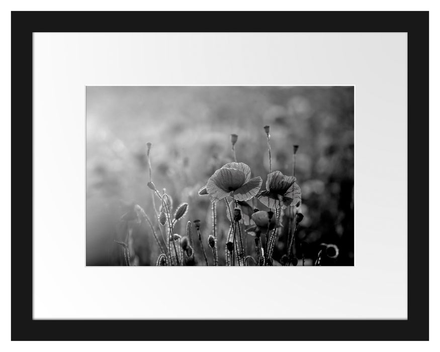 Pixxprint Mohnblumenfeld, Monochrome, im Galerie-Passepartout Bilderrahmen