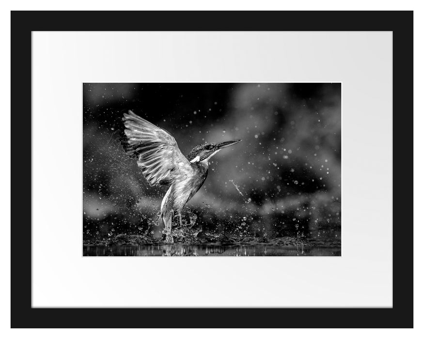 Pixxprint Eisvogel auf der Jagd nach Fischen, Monochrome, im Galerie-Passepartout Bilderrahmen