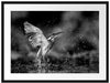 Eisvogel auf der Jagd nach Fischen, Monochrome Passepartout Rechteckig 80