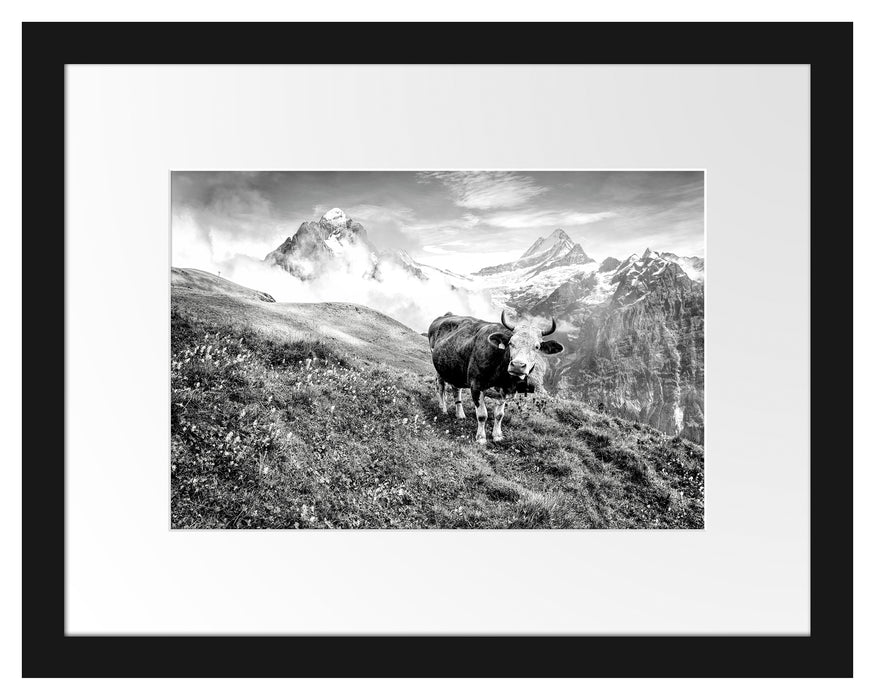 Pixxprint Kuh auf grüner Alm in den Bergen, Monochrome, im Galerie-Passepartout Bilderrahmen