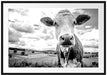 Nahaufnahme Kuh auf grüner Weide, Monochrome Passepartout Rechteckig 100