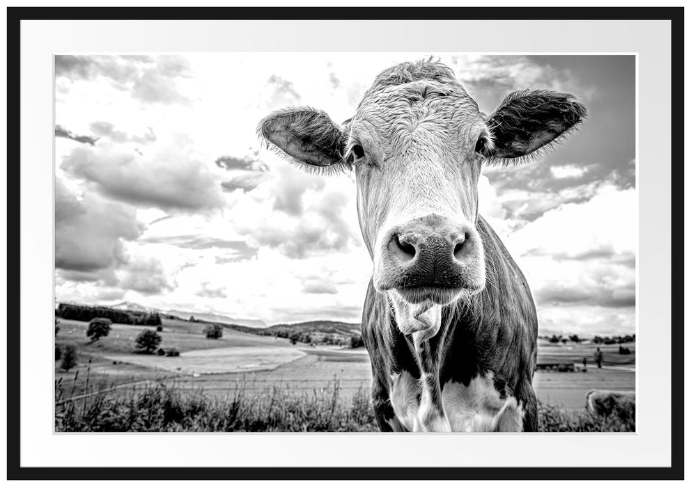 Nahaufnahme Kuh auf grüner Weide, Monochrome Passepartout Rechteckig 100
