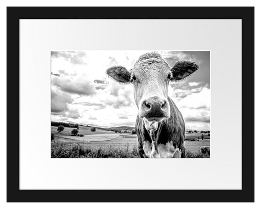 Nahaufnahme Kuh auf grüner Weide, Monochrome Passepartout Rechteckig 30
