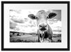 Nahaufnahme Kuh auf grüner Weide, Monochrome Passepartout Rechteckig 40