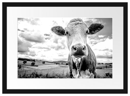 Nahaufnahme Kuh auf grüner Weide, Monochrome Passepartout Rechteckig 40