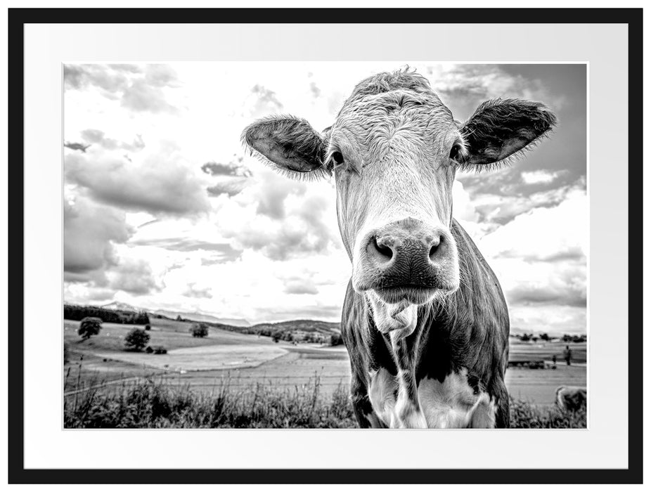 Nahaufnahme Kuh auf grüner Weide, Monochrome Passepartout Rechteckig 80