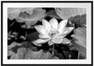 Rosa blühender Lotus Nahaufnahme, Monochrome Passepartout Rechteckig 100