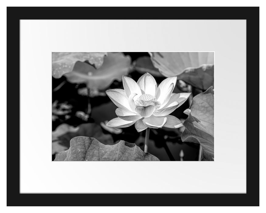 Pixxprint Rosa blühender Lotus Nahaufnahme, Monochrome, im Galerie-Passepartout Bilderrahmen