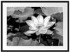 Rosa blühender Lotus Nahaufnahme, Monochrome Passepartout Rechteckig 80