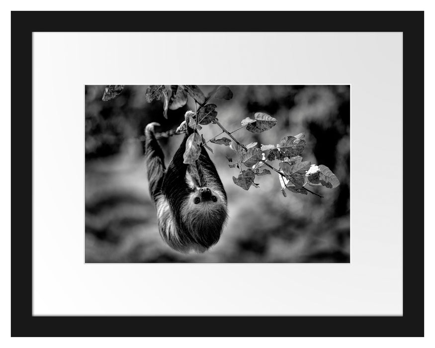 Pixxprint Faultier klettert an grünem Ast entlang, Monochrome, im Galerie-Passepartout Bilderrahmen