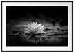 Leuchtende Lotusblüte auf grauer Pfütze, Monochrome Passepartout Rechteckig 100