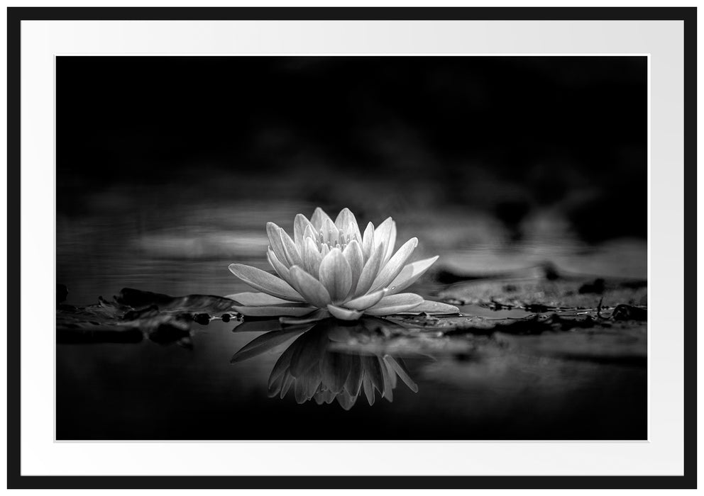 Leuchtende Lotusblüte auf grauer Pfütze, Monochrome Passepartout Rechteckig 100