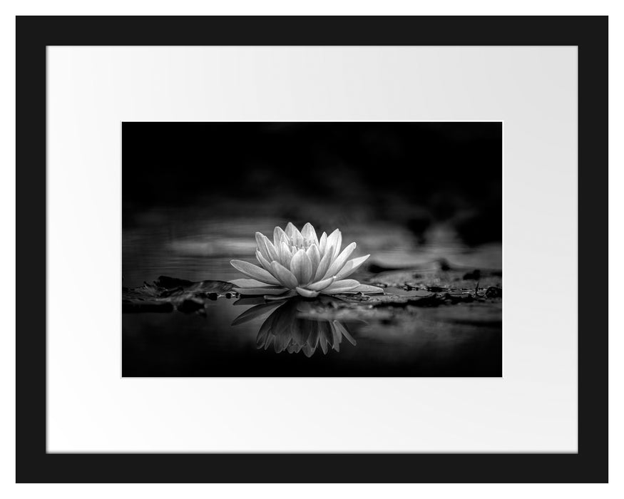 Pixxprint Leuchtende Lotusblüte auf grauer Pfütze, Monochrome, im Galerie-Passepartout Bilderrahmen