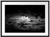 Leuchtende Lotusblüte auf grauer Pfütze, Monochrome Passepartout Rechteckig 80