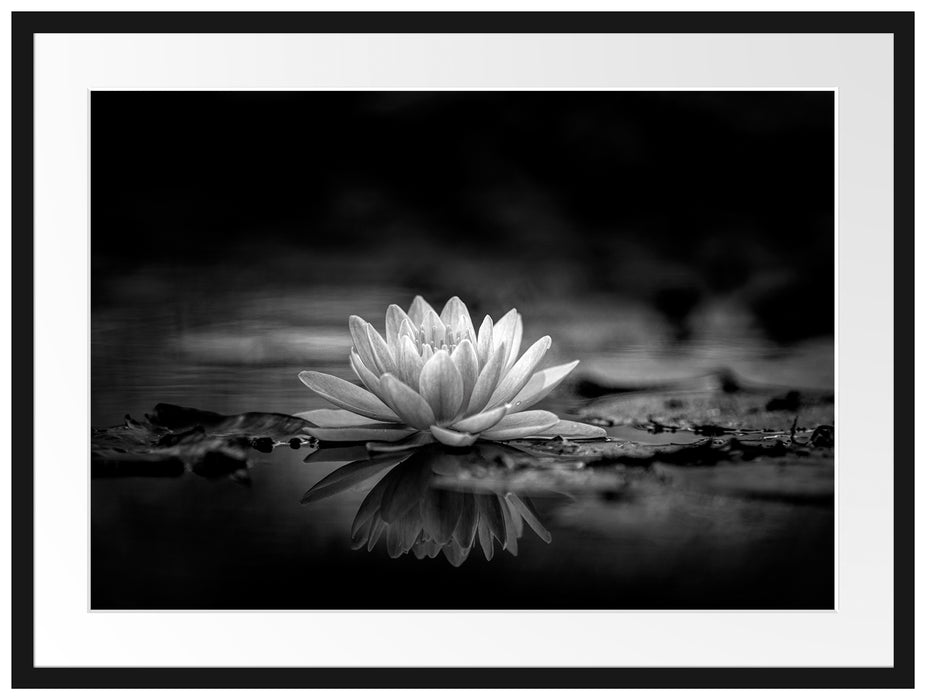 Leuchtende Lotusblüte auf grauer Pfütze, Monochrome Passepartout Rechteckig 80