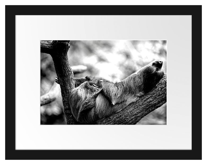 Pixxprint Schlafendes Faultier in Astgabel, Monochrome, im Galerie-Passepartout Bilderrahmen