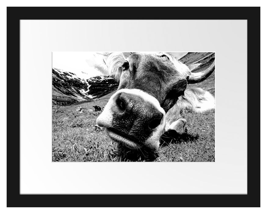 Pixxprint Kuhschnauze Nahaufnahme, Monochrome, im Galerie-Passepartout Bilderrahmen