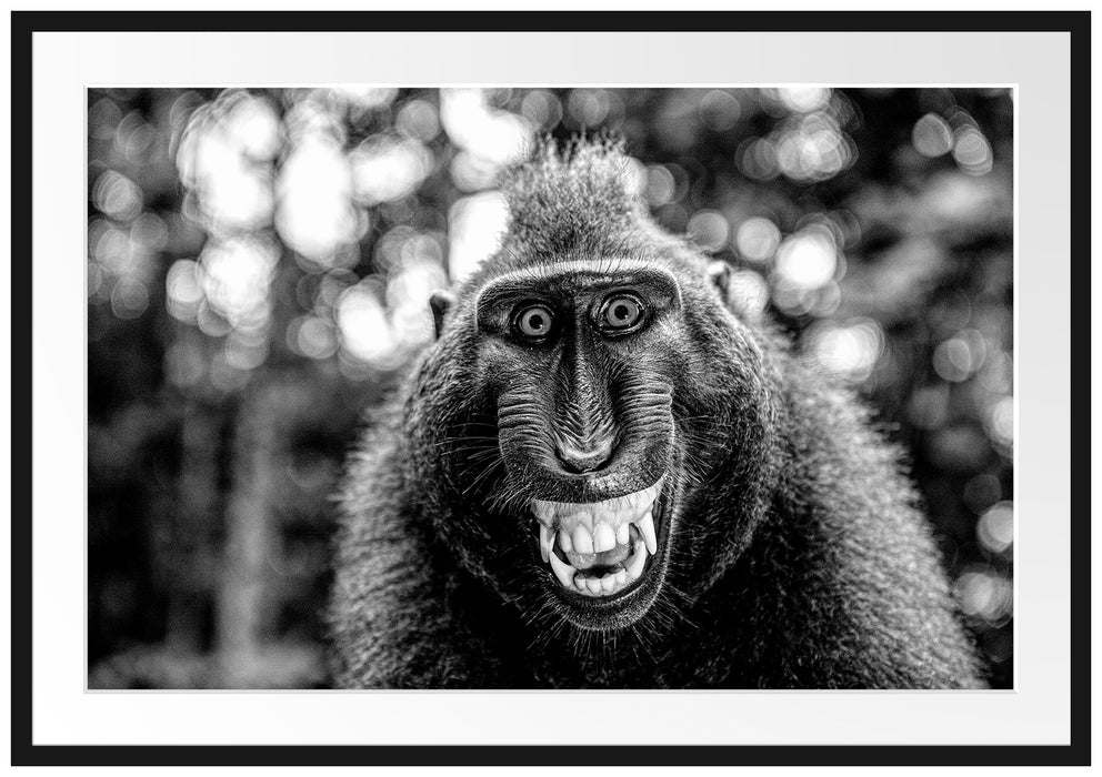 Lustiger Affe lacht mit offenem Maul, Monochrome Passepartout Rechteckig 100